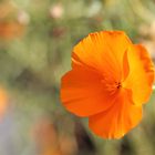 Kalifornischer Mohn