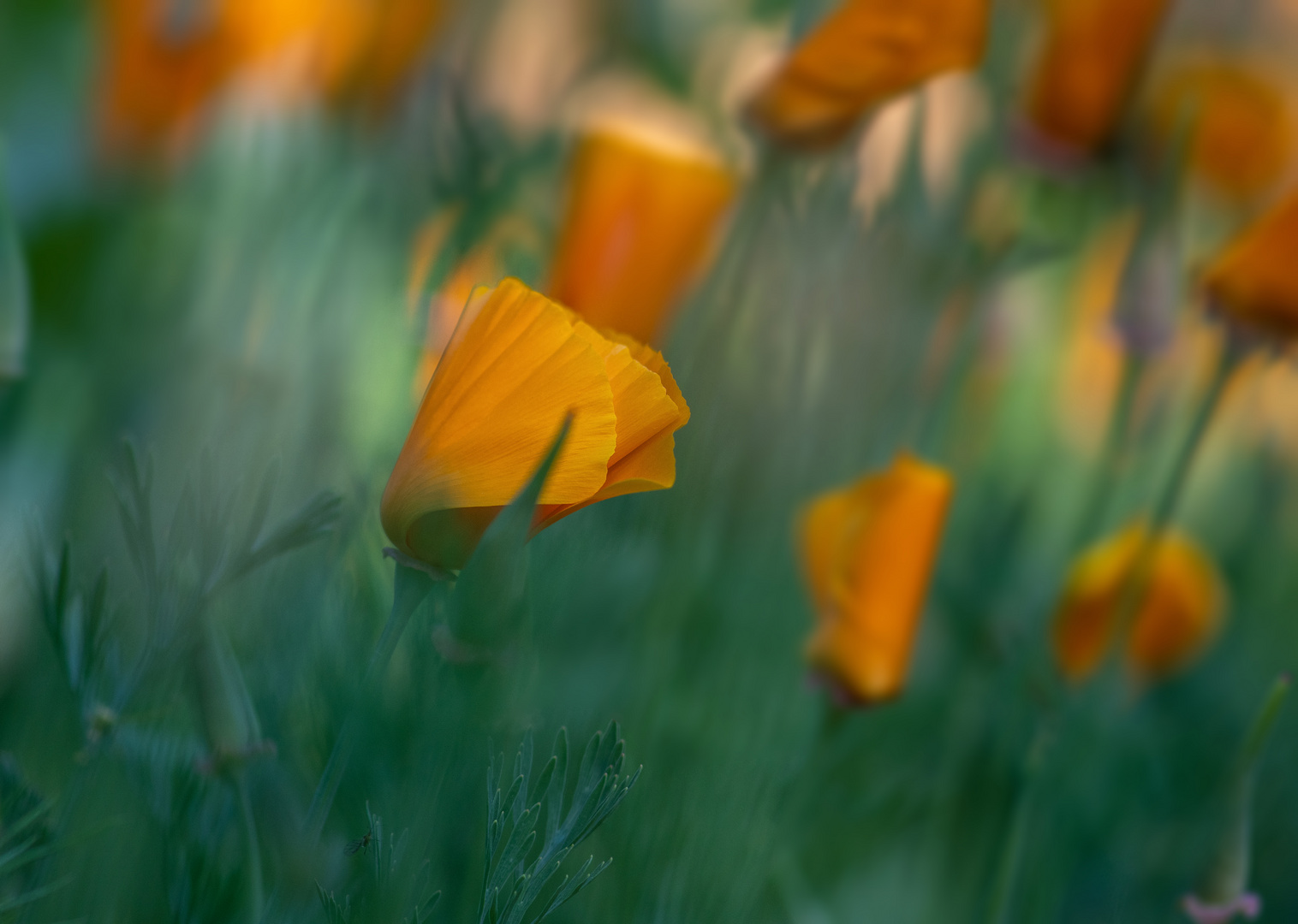 Kalifornischer Mohn