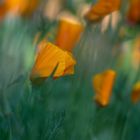 Kalifornischer Mohn