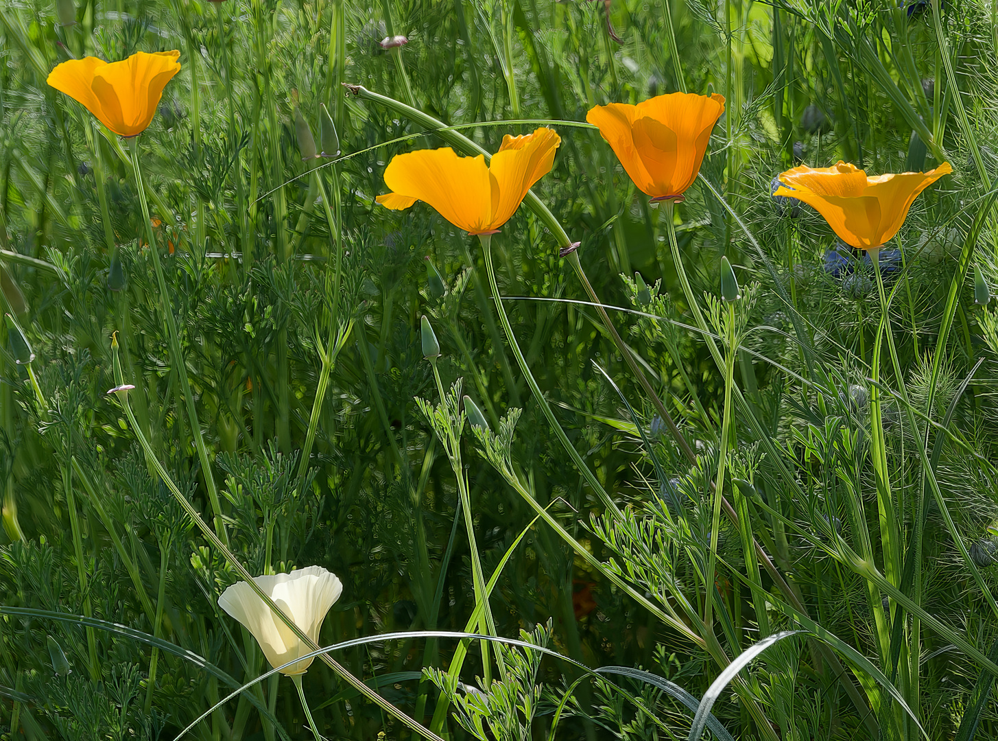 Kalifornischer Mohn