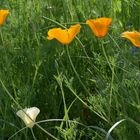 Kalifornischer Mohn