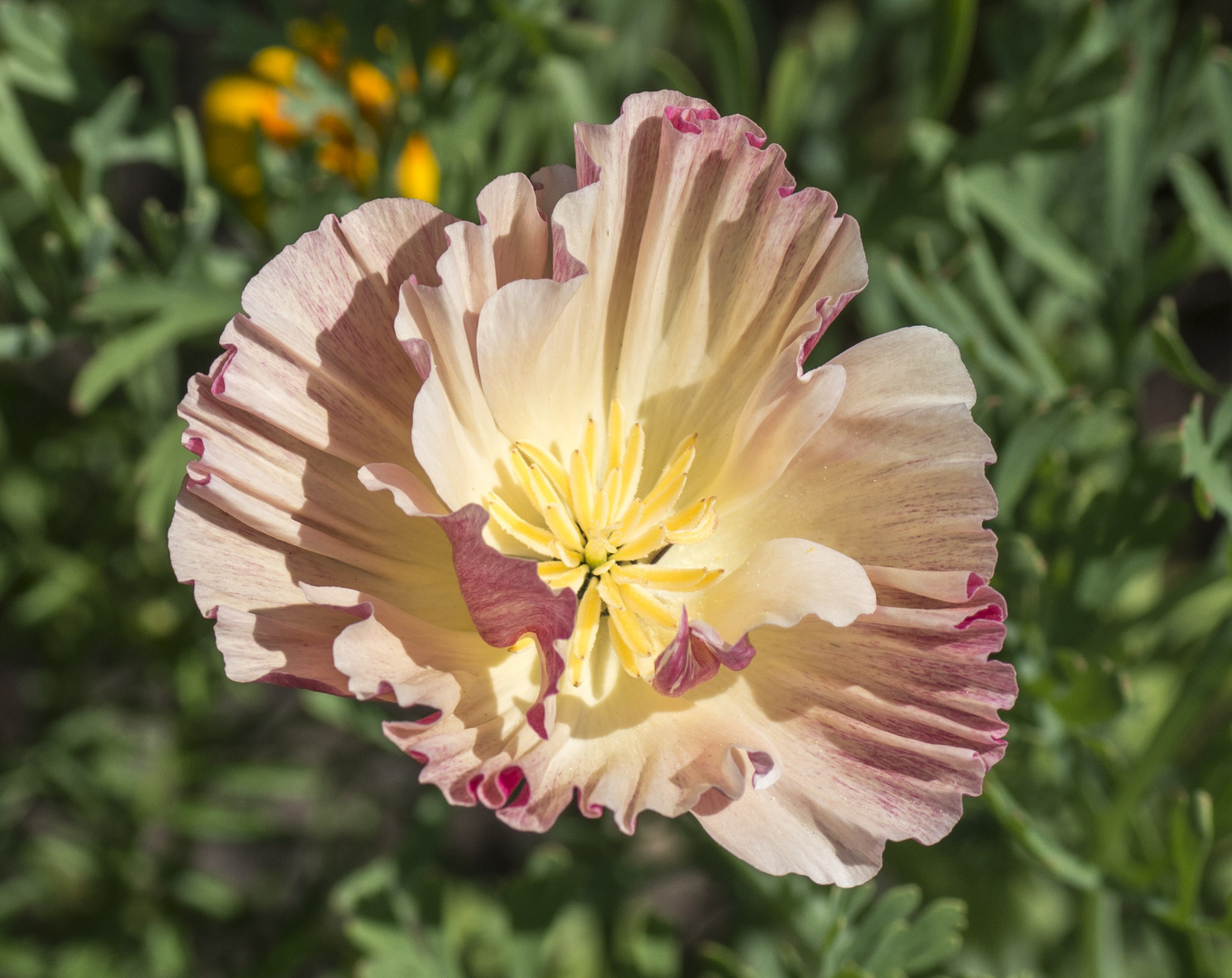 Kalifornischer Mohn