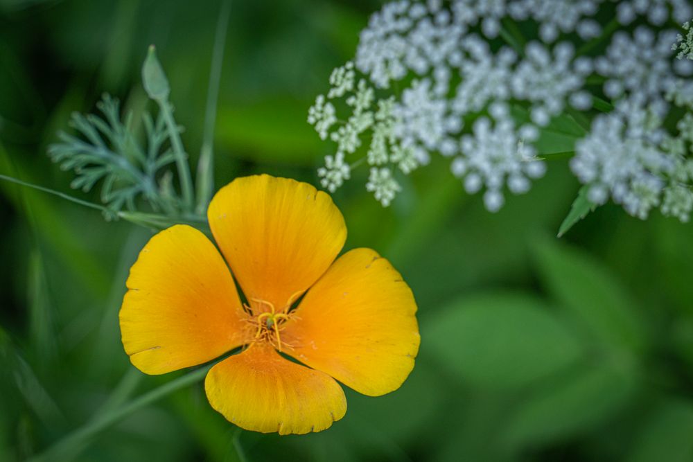 kalifornischer Mohn