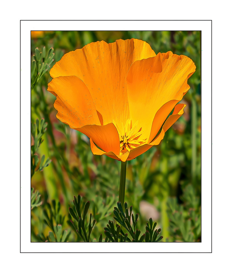 Kalifornischer Mohn