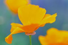 Kalifornischer  Mohn