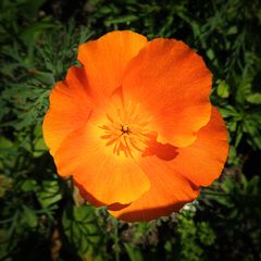 Kalifornischer Mohn