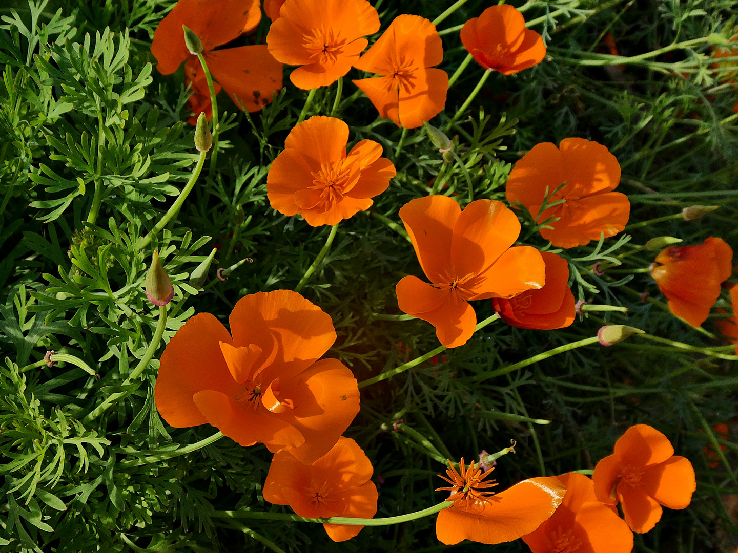 Kalifornischer Mohn - 2.11.2022 Foto &amp; Bild | natur, blüten Bilder auf ...