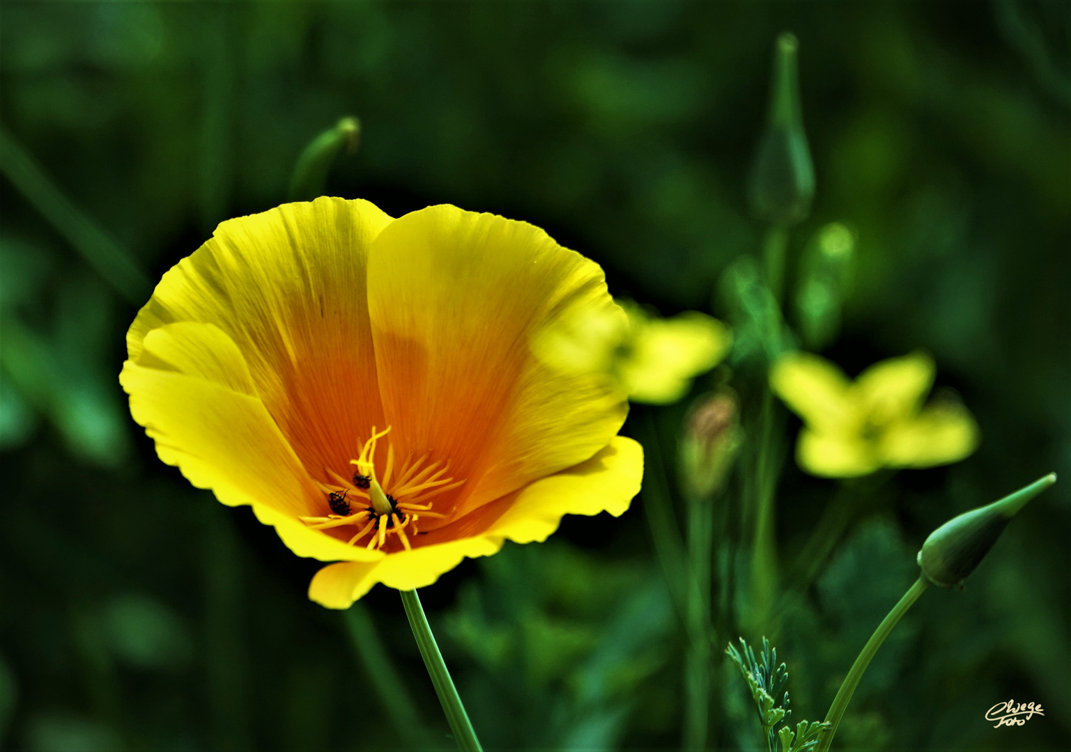 Kalifornischer Mohn