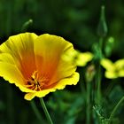 Kalifornischer Mohn