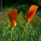 Kalifornischer Mohn