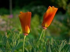 Kalifornischer Mohn