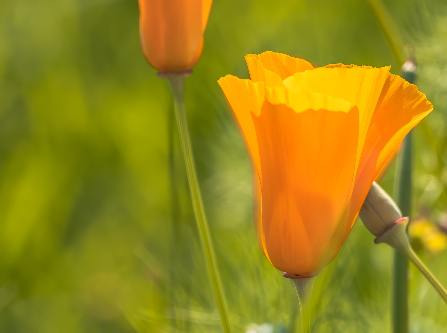 Kalifornischer Mohn