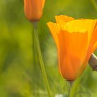 Kalifornischer Mohn