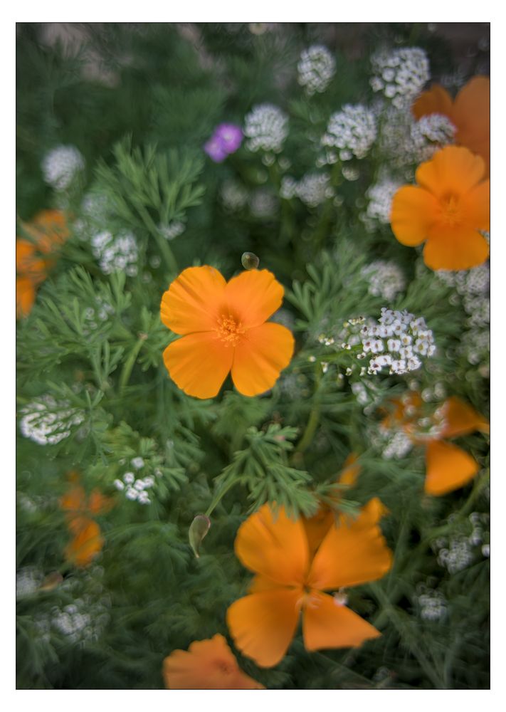 Kalifornischer Mohn