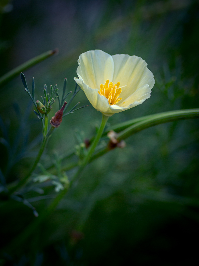 Kalifornischer Mohn 