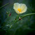 Kalifornischer Mohn 