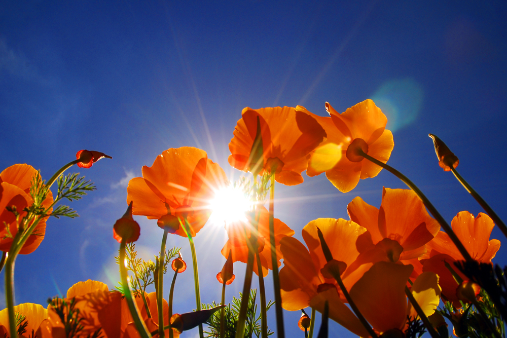 Kalifornischer Mohn