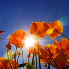 Kalifornischer Mohn