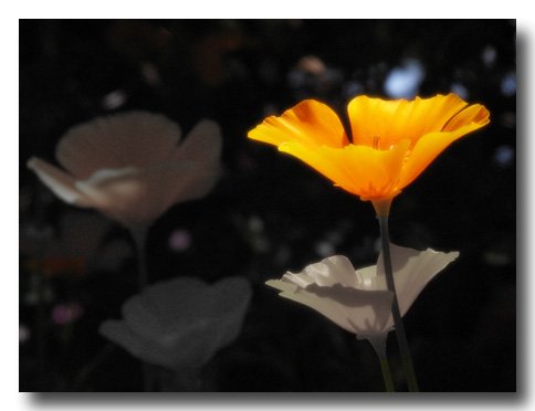 Kalifornischer Mohn