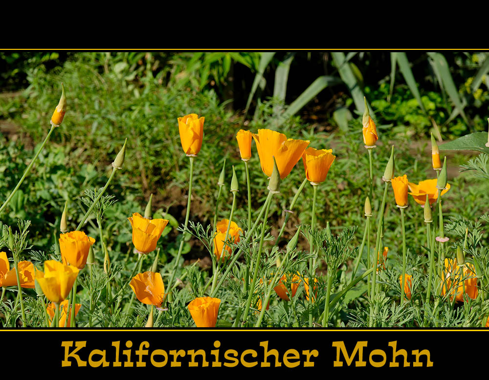 Kalifornischer Mohn