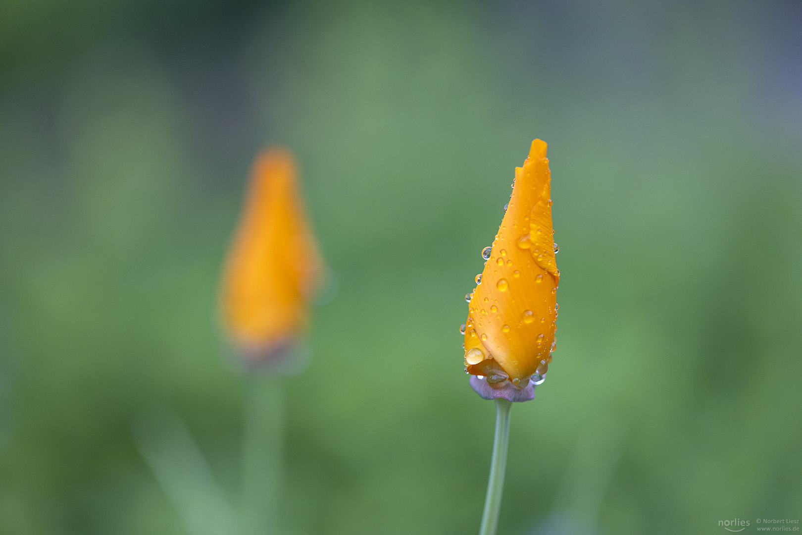 Kalifornischer Mohn