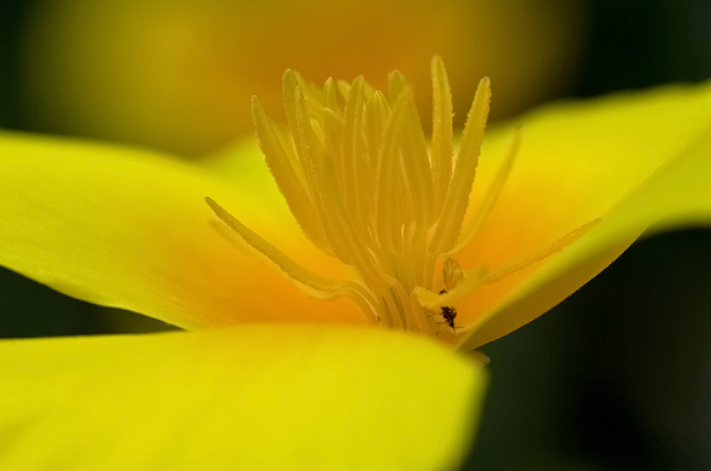 Kalifornischer Mohn