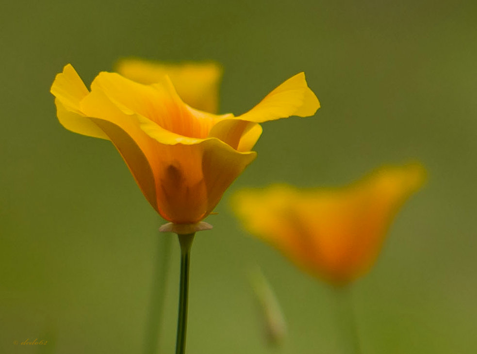 Kalifornischer Mohn