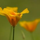 Kalifornischer Mohn