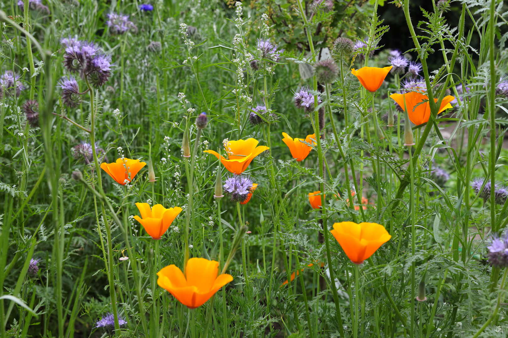 Kalifornischer Mohn