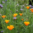 Kalifornischer Mohn