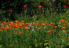 Kalifornischer Mohn...