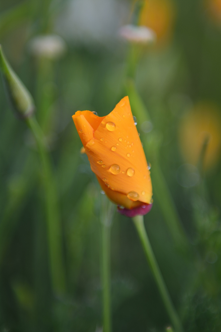 Kalifornischer Mohn