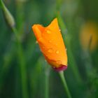 Kalifornischer Mohn