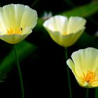 Kalifornischer Mohn . . .