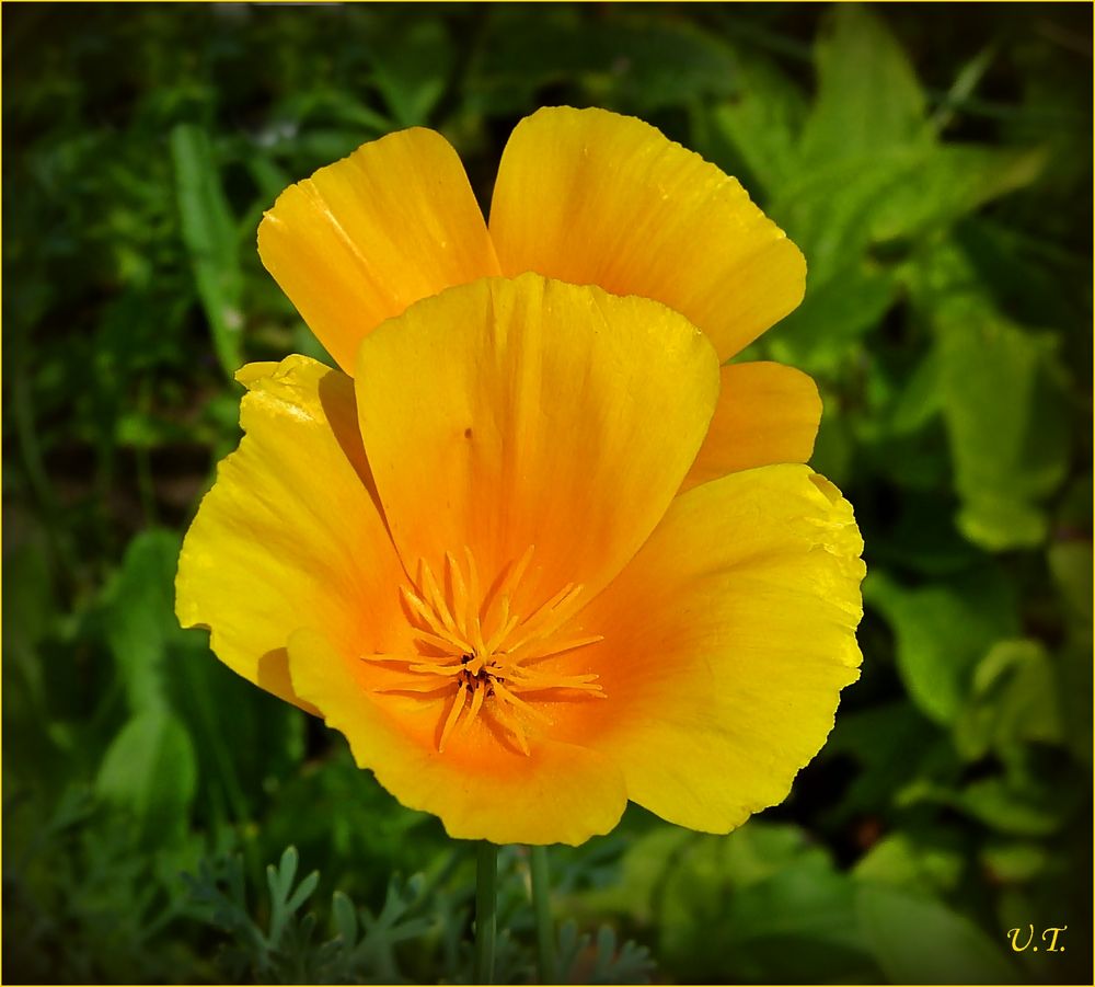Kalifornischer Mohn Foto & Bild pflanzen, pilze & flechten, blüten