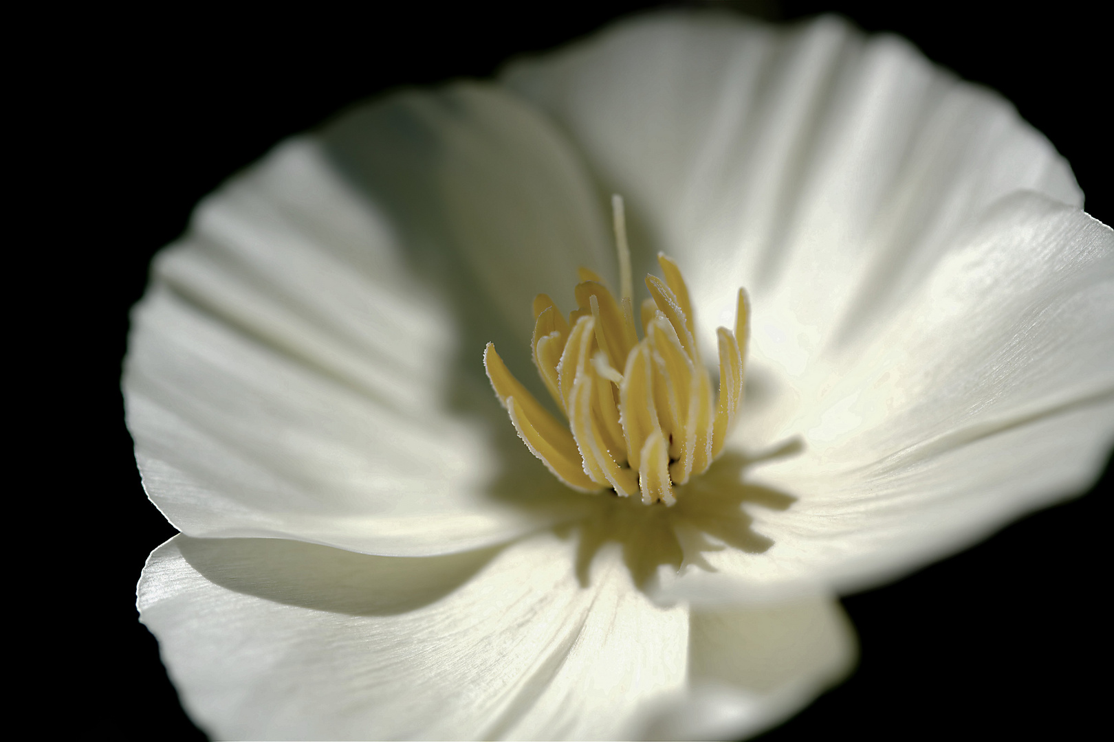 kalifornischer Mohn