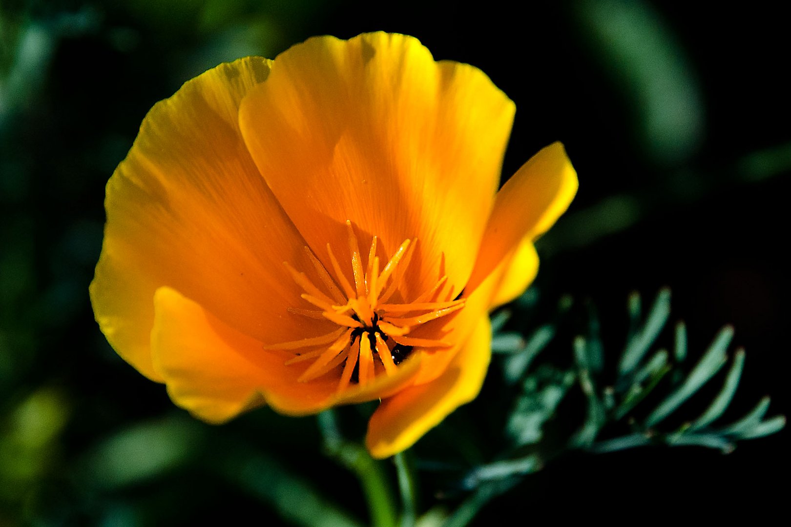 Kalifornischer Mohn