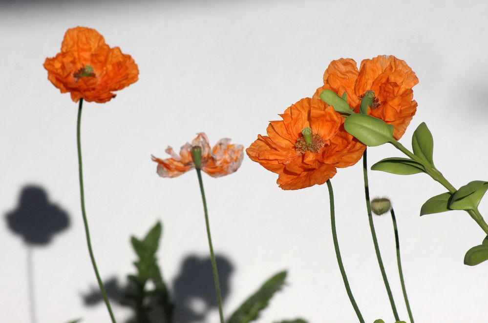 Kalifornischer Mohn