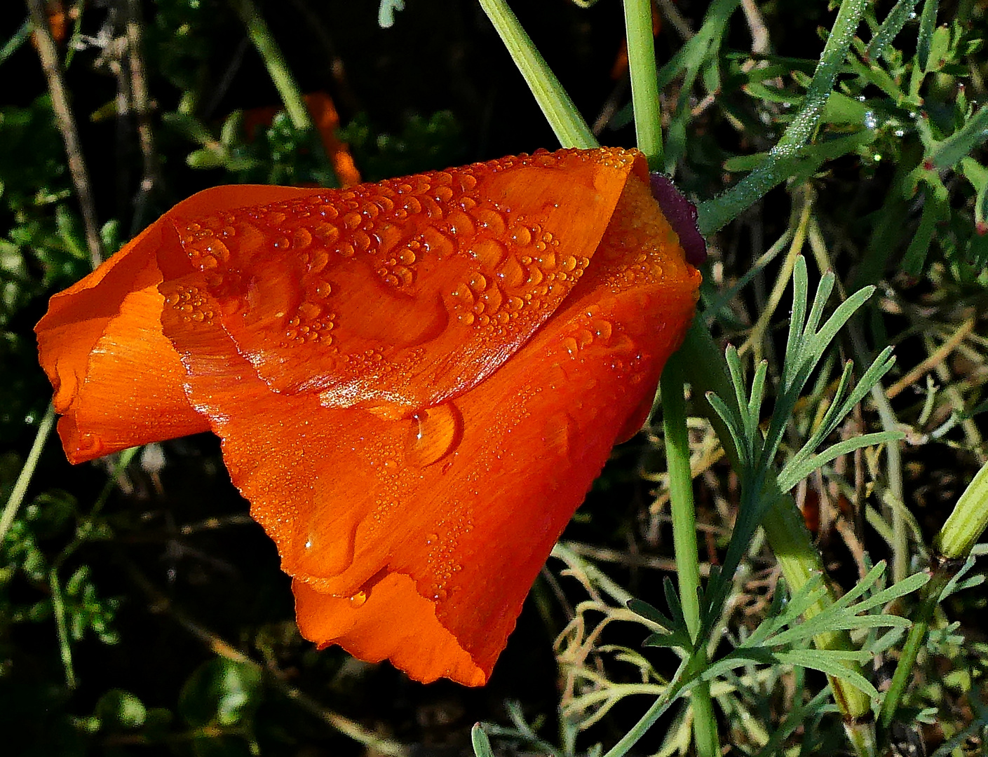 Kalifornischer Mohn - aktuelle Aufnahme