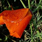 Kalifornischer Mohn - aktuelle Aufnahme