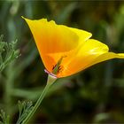 Kalifornischer Mohn auch Schlafmützchen genannt  .....