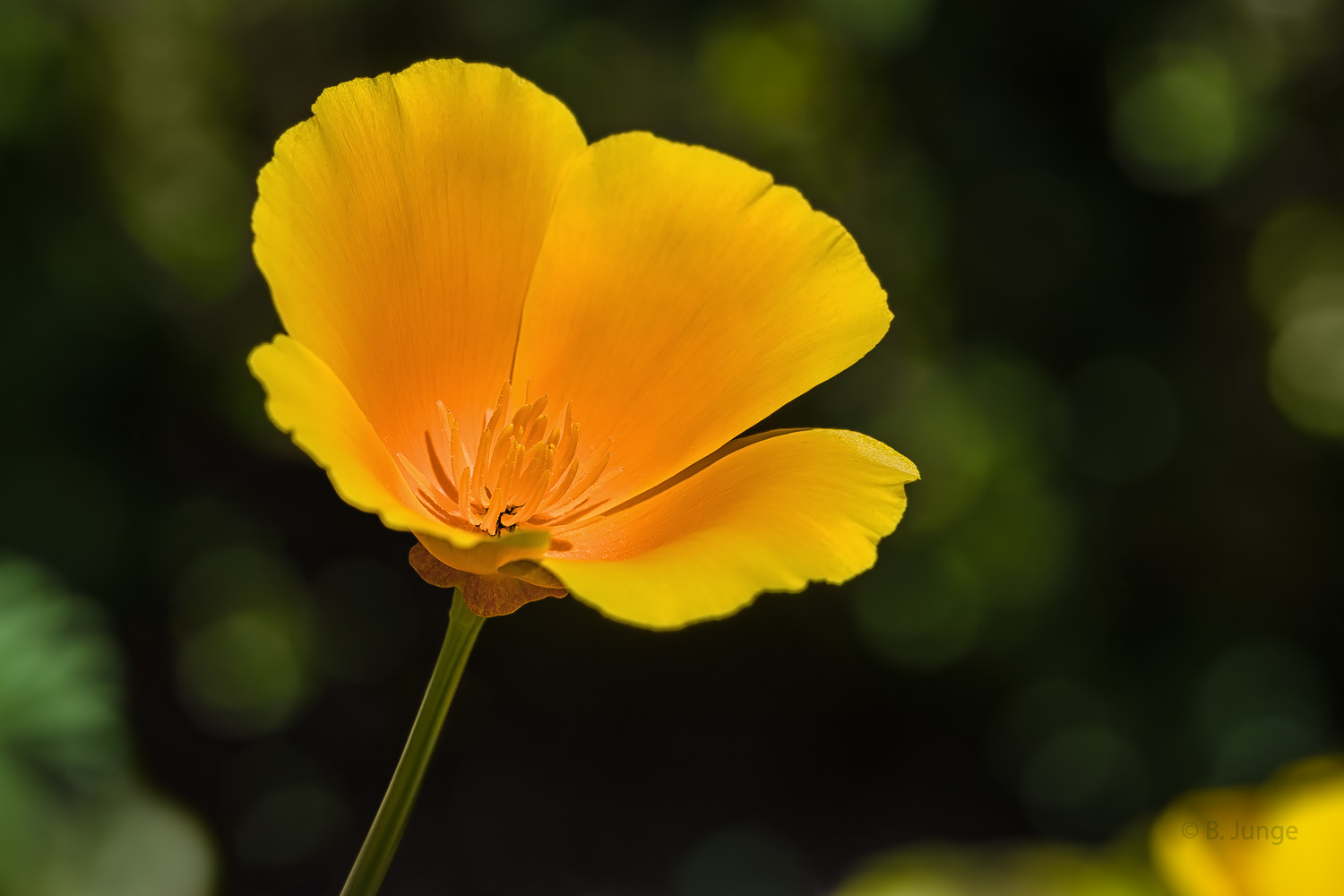 Kalifornischer Mohn