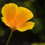 Kalifornischer Mohn