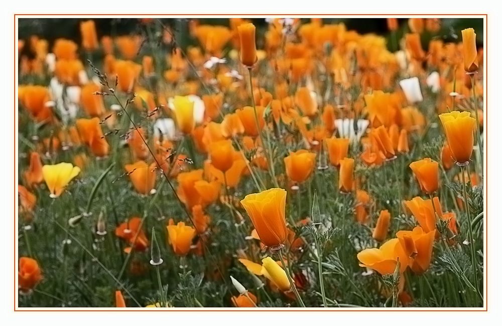 Kalifornischer Mohn