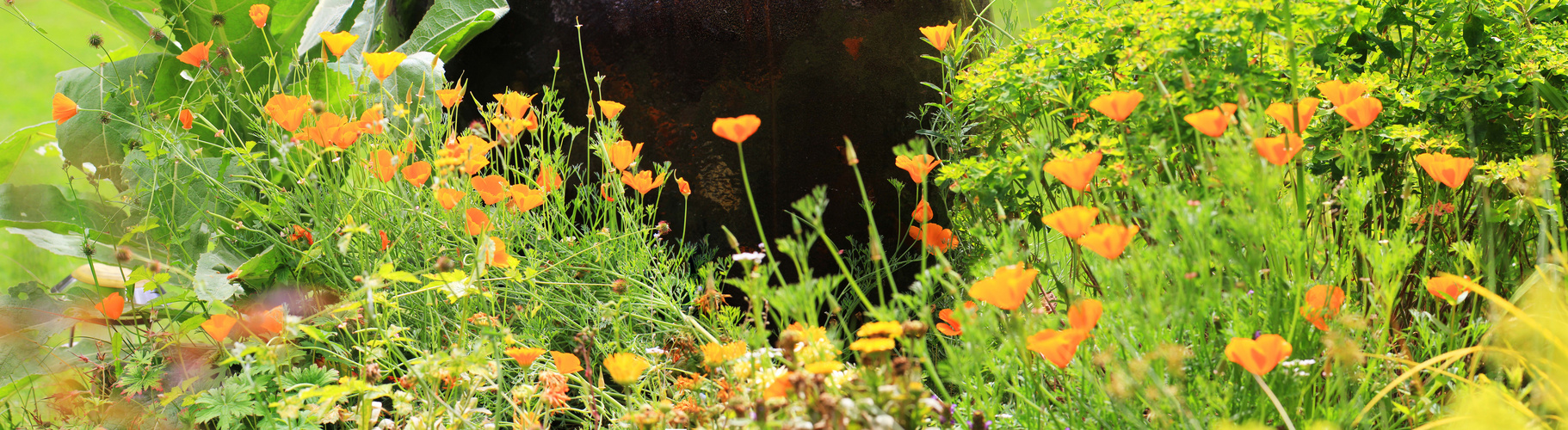 Kalifornischer Mohn