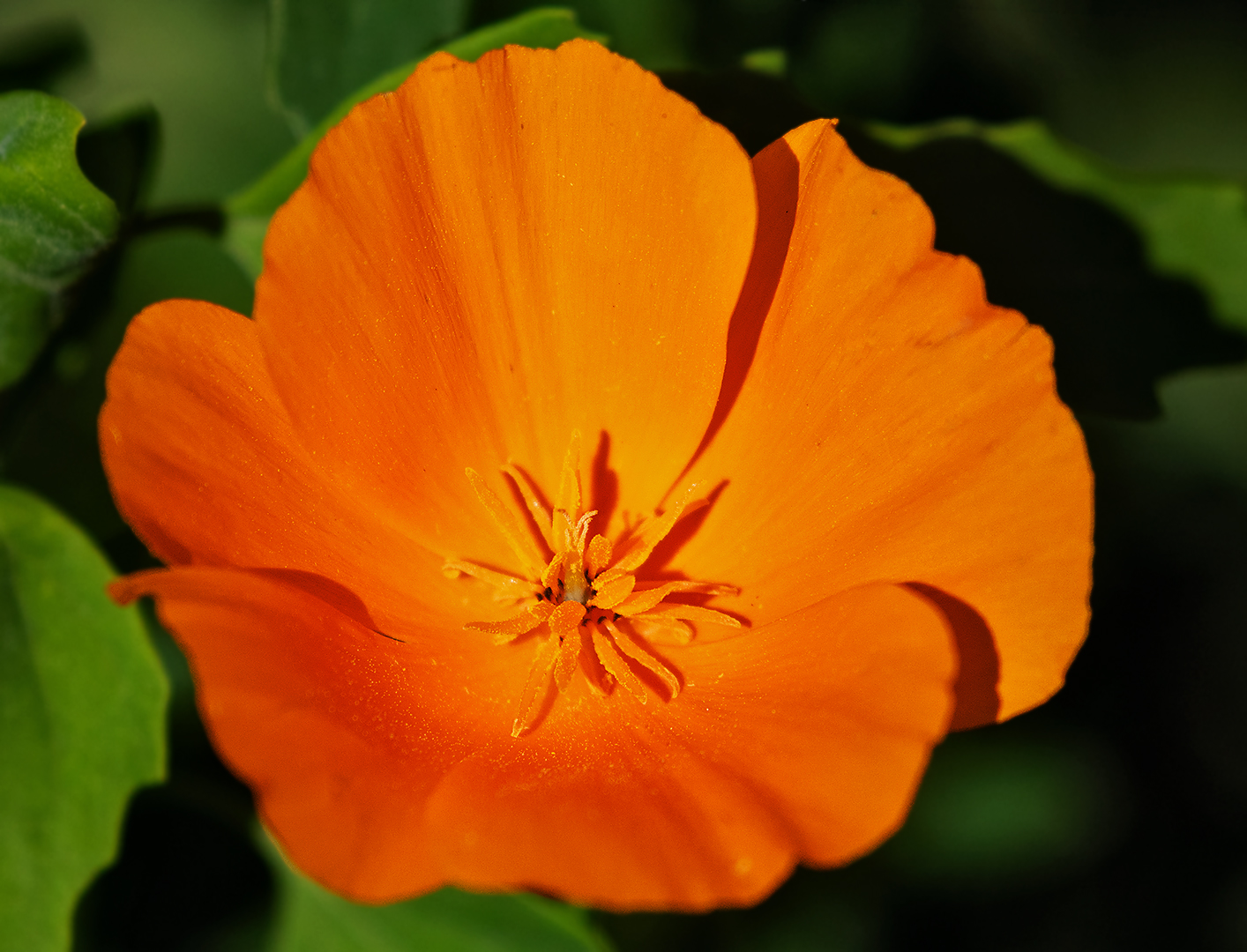 Kalifornischer Mohn 