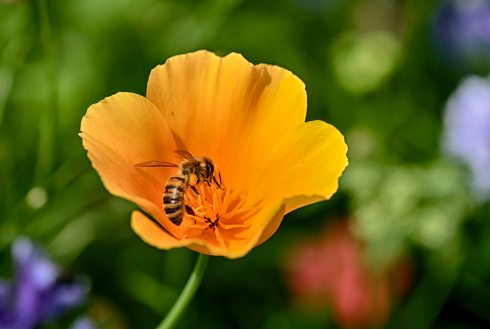 Kalifornischer Mohn