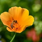 Kalifornischer Mohn