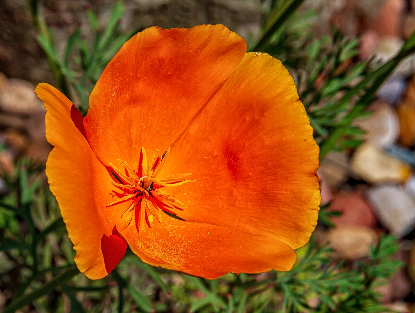 Kalifornischer Mohn