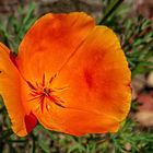 Kalifornischer Mohn